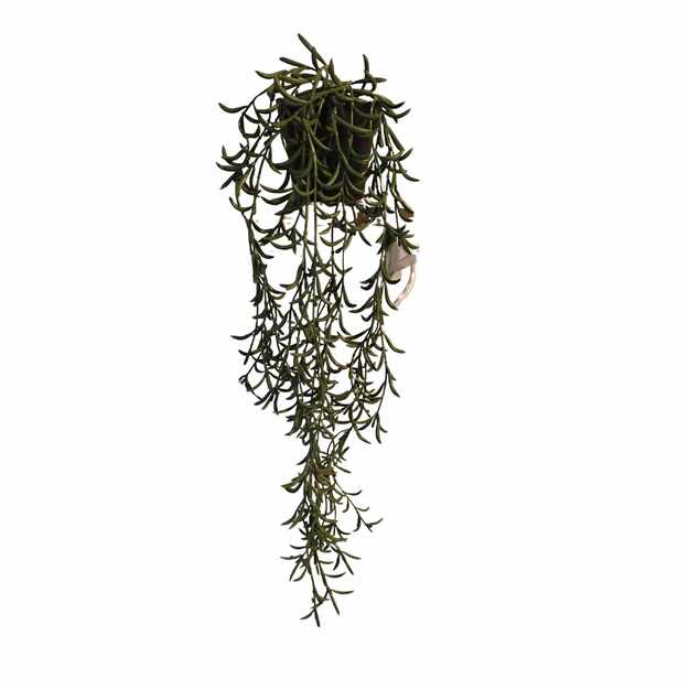 Kabantis dekoratyvinis augalas vazonėlyje 57 cm
