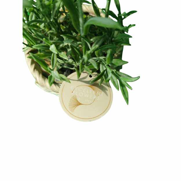 Dirbtinė levanda pintame krepšelyje – dekoratyvinis augalas su žaliais lapais ir violetiniais žiedais 2